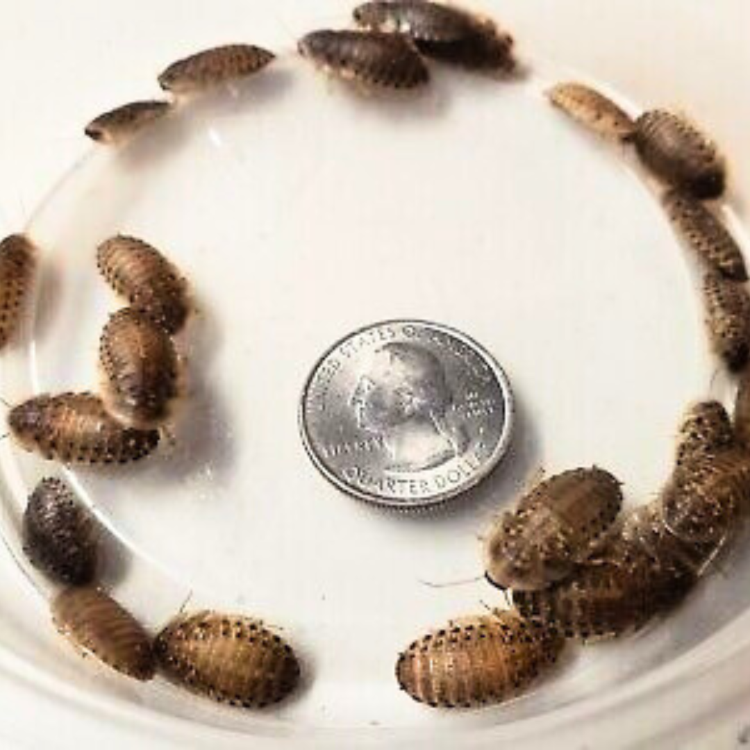 The Ultimate Guide to Feeding Your Reptile: Why Dubia Roaches Are the Best Choice