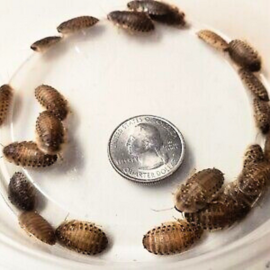 The Ultimate Guide to Feeding Your Reptile: Why Dubia Roaches Are the Best Choice