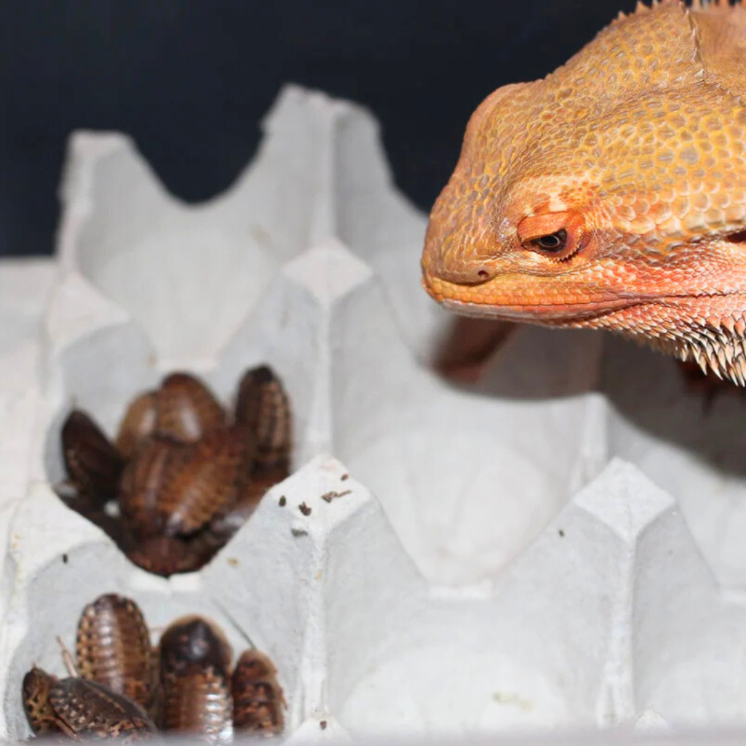 Small But Mighty: The Nutritional Power of Dubia Roaches for Exotic Pets