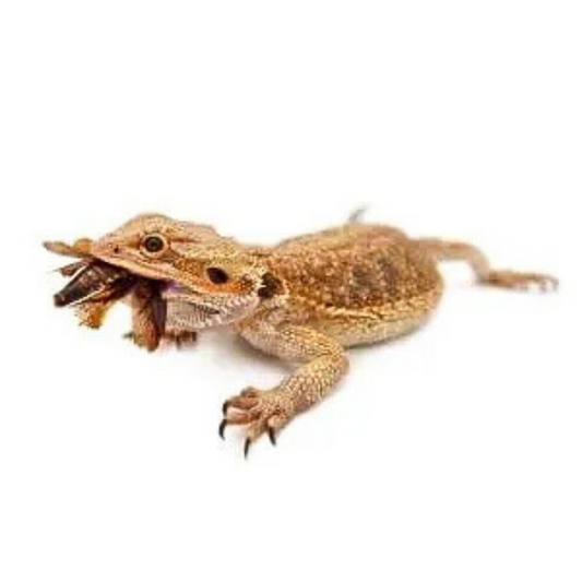 How to Store and Care for Dubia Roaches: A Complete Owner’s Guide