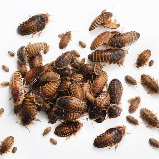 Buying Dubia Roaches Online in the USA: What to Look For