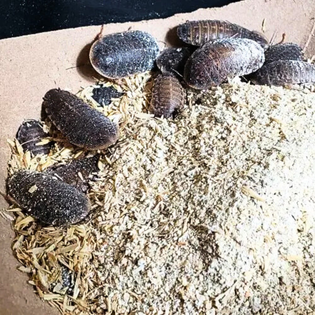 Sustainable Feeding: The Environmental Benefits of Using Dubia Roaches