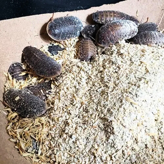 Sustainable Feeding: The Environmental Benefits of Using Dubia Roaches