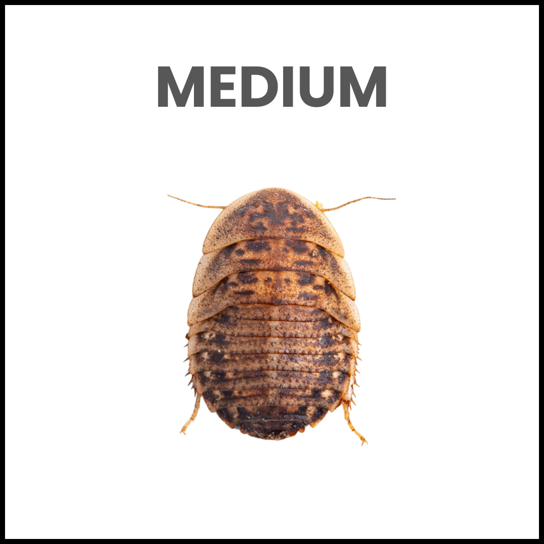 Medium Dubia Roaches
