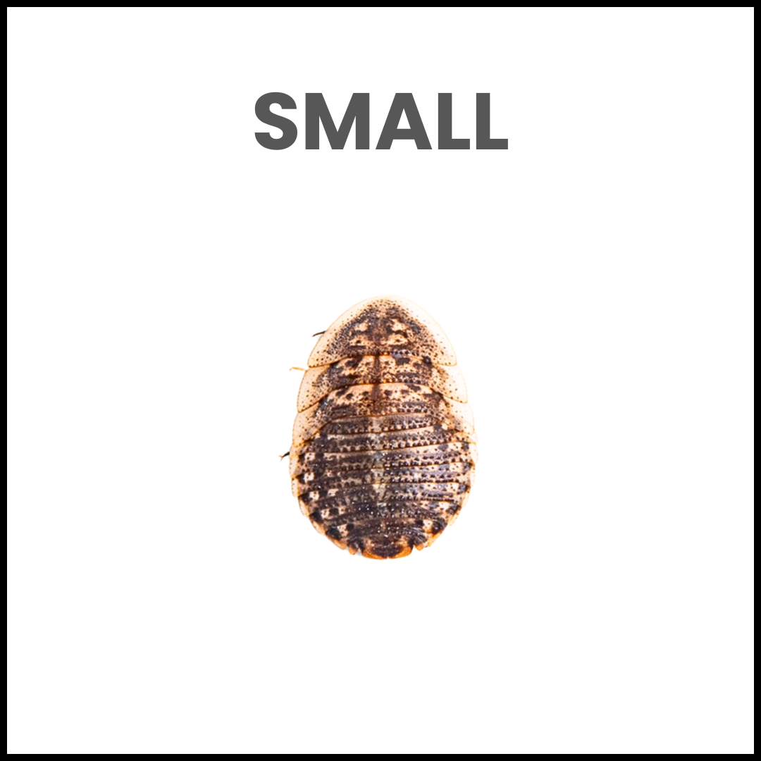 Small Dubia Roaches