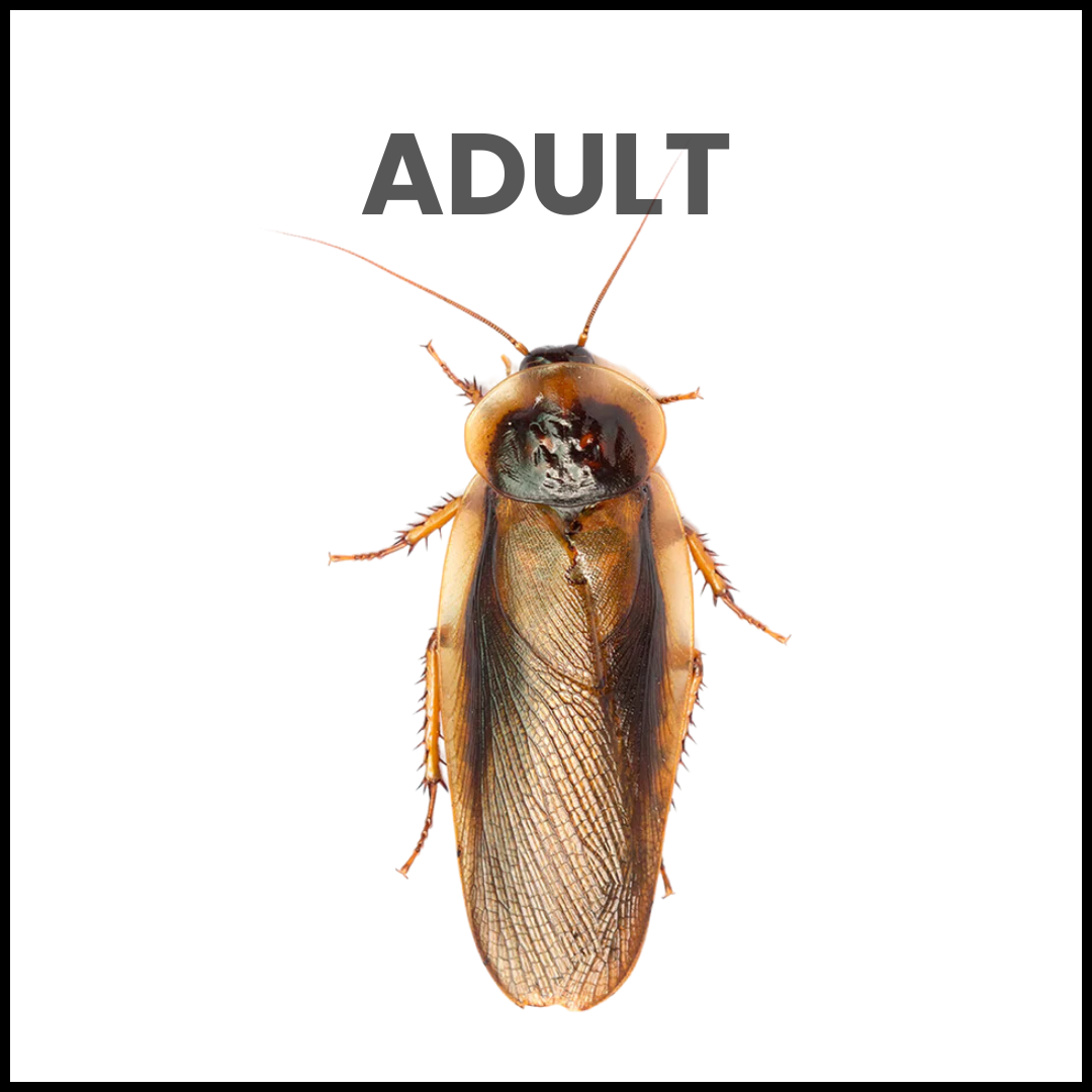 Adult Male Dubias Roaches