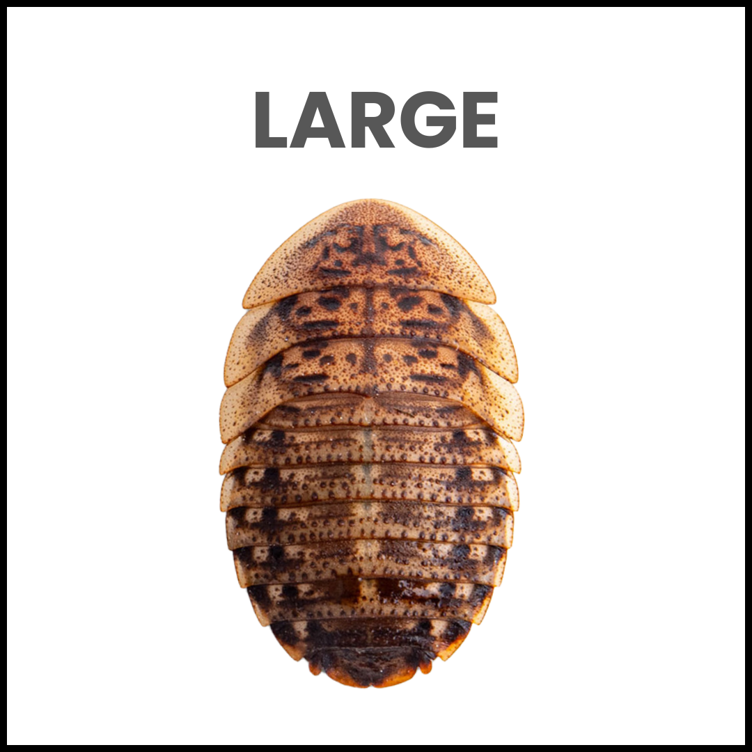 Large Dubia Roaches