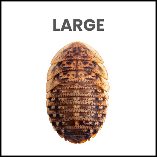 Large Dubia Roaches